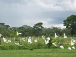 Finca Turistica Melivale En Villavicencio,cabañas - Imagen 3
